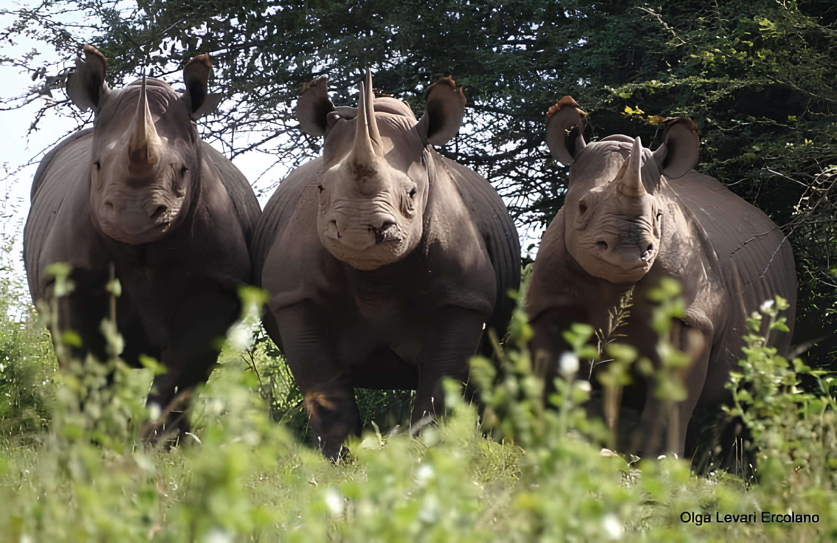 Three rhinos seen on a kenya safari tours