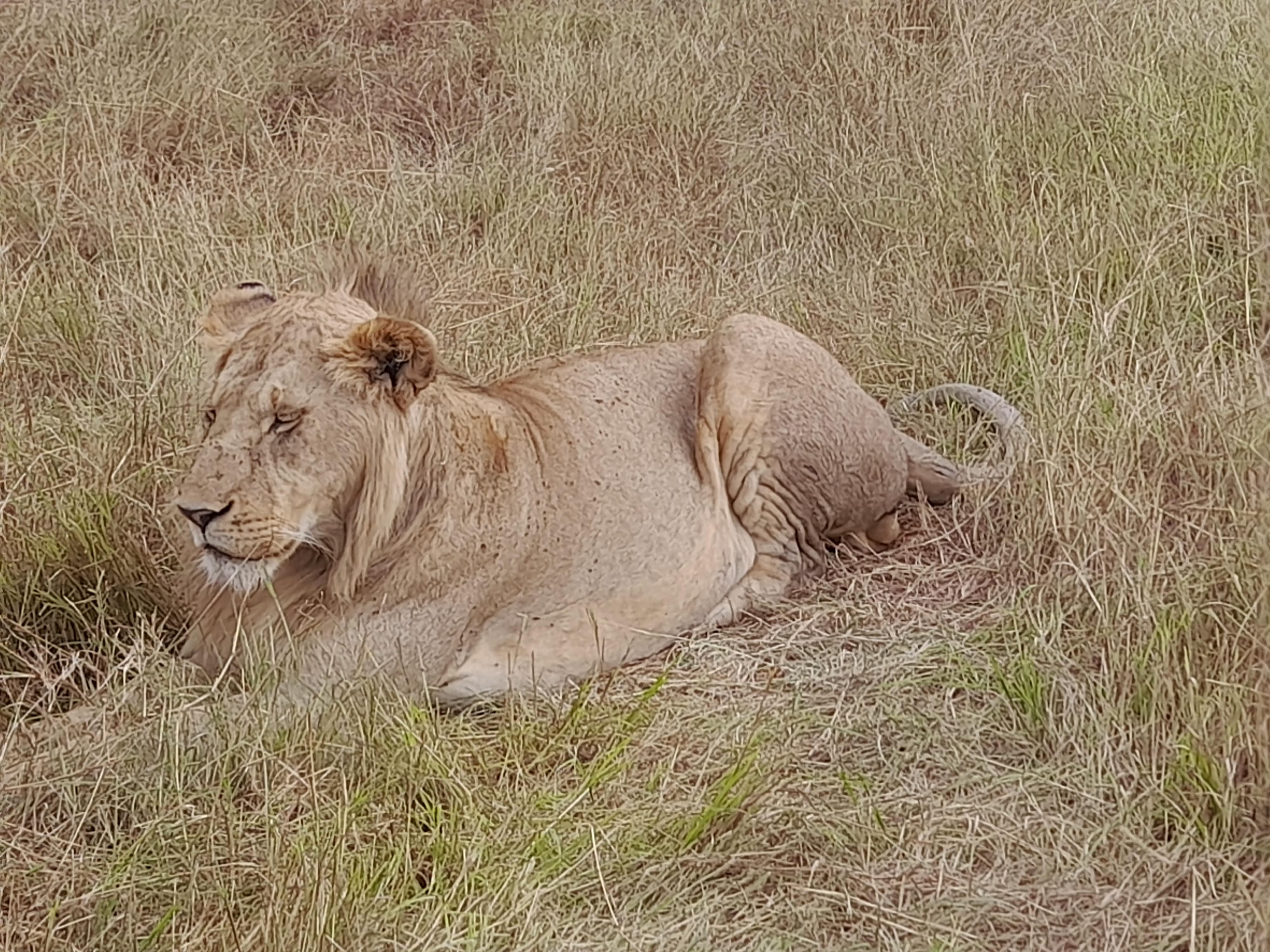 Lion sleeping seen on kenya safari tours